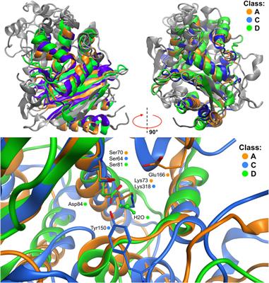 Exploring Covalent Docking Mechanisms of Boron-Based Inhibitors to Class A, C and D β-Lactamases Using Time-dependent Hybrid QM/MM Simulations